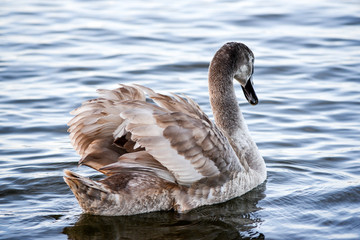 Portrait of a young gray swan swimming on a lake in Poland.