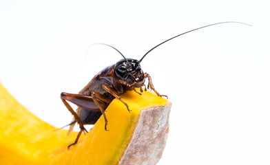 Cricket with pumpkin