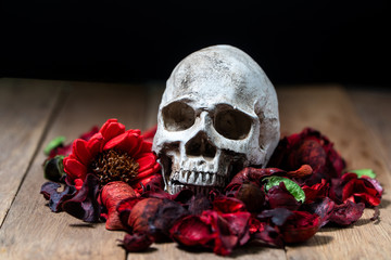 In front of human skull placed on red dried flowers on the wooden background.concept of death and Halloween