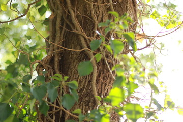tree with leafes