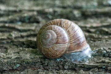 A slug hidden in a conch on a tree trunk.