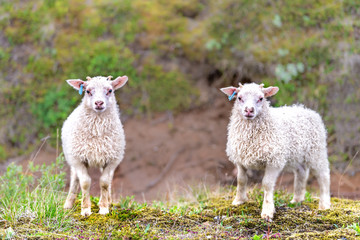 Two young white lamb, Icelandic sheep standing, posing on green grass pasture at farm field, hill in Iceland