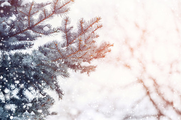 Frosty winter landscape in snowy forest. Pine branches covered with snow in cold winter weather. Christmas background with fir trees