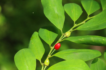 Erythroxylum coca at garden