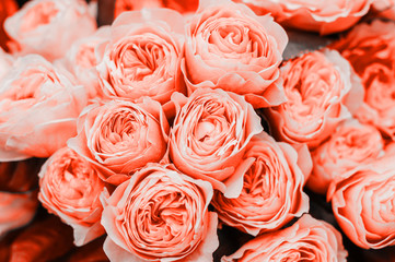 Beautiful living coral roses flowers bouquet close up. Spotted on the flower market.
