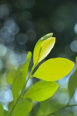 Erythroxylum coca at garden