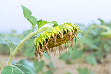 Closeup of sunflower head flower ripe, ripened for harvesting in agriculture farm field in morning, fog, mist, foggy, misty weather