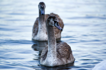 Young gray swans swimming on a lake in Poland.