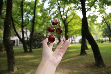 chestnuts in hand