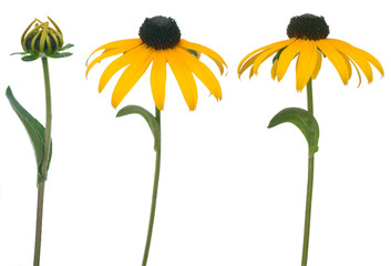 black eyed susan isolate on white background - Powered by Adobe