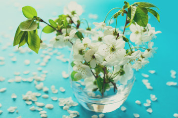 White cherry blossom twigs in glass vase on blue paper background. Copy space. Selective focus. Toned