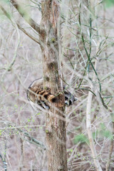 Wild raccoon climbing tree trunk, hiding behind, scared looking at camera, waiting, tail around, hanging