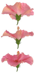 three side view of hibiscus isolate on white