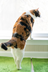 Closeup of funny calico cat leaning on windowsill, window sill, standing on hind legs trick, looking up, watching between curtains blinds outside on green rug