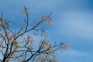 センダンの実と青空