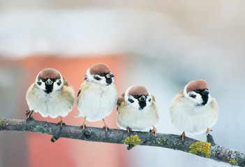 two pairs of small plump funny baby bird Sparrow sitting on a branch in the garden and look hungry waiting for parents