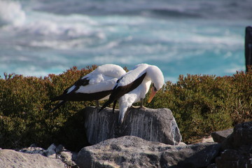 Nazcatölpel- Galapagos
