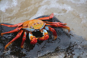 Galapagos Rote Klippenkrabbe
