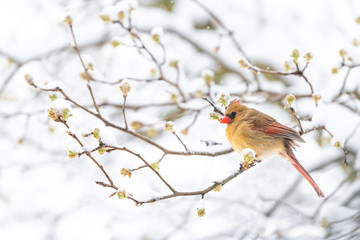 Side closeup of fluffed, puffed up orange, red female cardinal bird, looking, perched on sakura, cherry tree branch, covered in falling snow with buds, heavy snowing, cold snowstorm, storm, Virginia