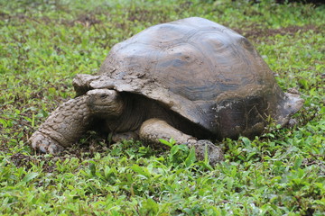 Fototapeta premium Galapagos-Riesenschildkröte