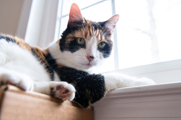 Low angle closeup portrait view of female cute calico cat face, lying by windowsill, sill inside, indoors, indoor of house, home room, staring, looking at camera