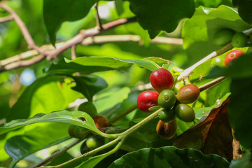 Arabian coffee tree at garden