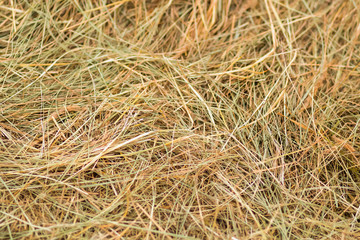dry grass green yellow background rustic base hay food for livestock natural pattern