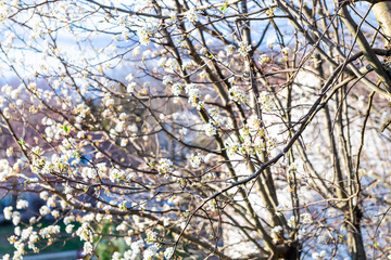 Closeup of cherry blossom branch, sakura, Japanese tree blooming, blossoming during spring, springtime in residential neighborhood, home, house, building in background