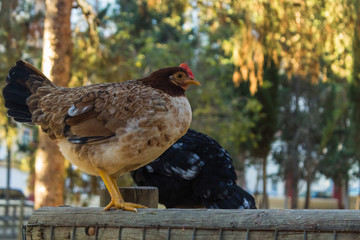 decorative live chicken on the fence