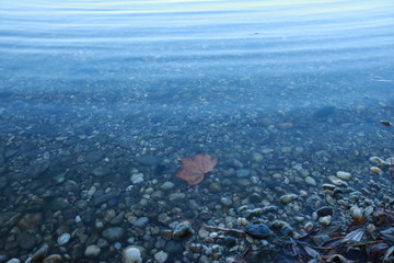 leaf in sea