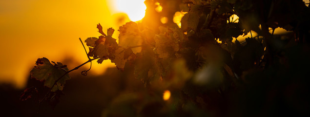 Weinberge Reben Sonne