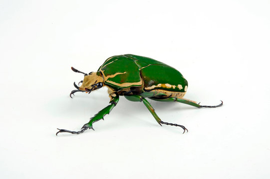 grüner Rosenkäfer (Mecynorrhina torquata immaculicollis) - green flower beetle