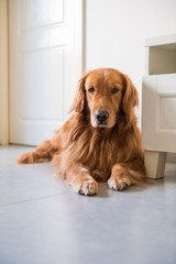 The Golden Hound lies on the ground.