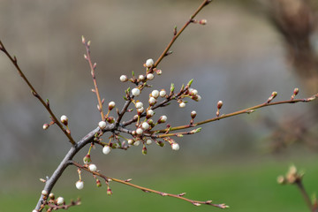 Twig with delicate buds of flowers of felted cherry. Spring greens and spring mood. Nature comes alive