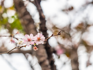 Closeup of pink cherry blossom flower is blooming in the park.