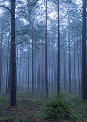 Fototapeta na wymiar Pine tree in a foggy forest