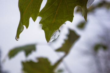 snow and icing on the leaves in the city Park, winter landscape