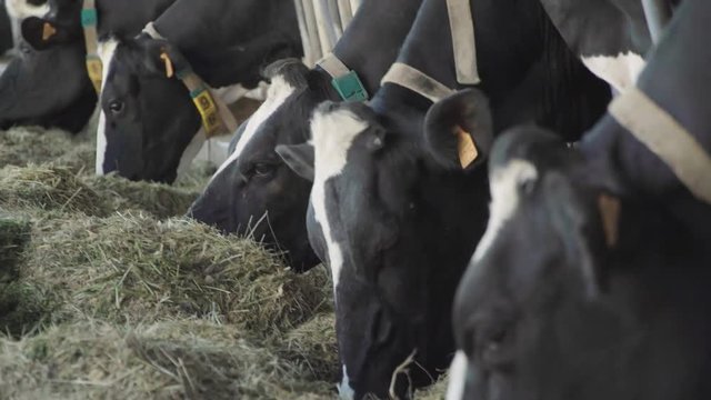 Vaches mangent