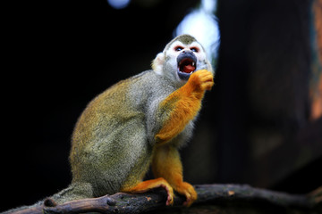 Squirrel monkey, (genus Saimiri) Eating on the timber
