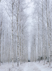Frosty birch tree in a wintry landscape