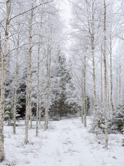 Frosty birch tree in a wintry landscape