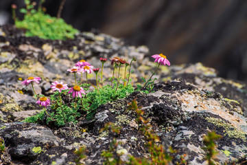Aster Alpinus grows on rocks among stones. Amazing pink flowers with yellow center. Alpine Asters on cliff close up. Vegetation of highlands. Beautiful mountain flora with copy space. Wonderful plants