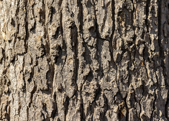 wood texture