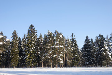 Coniferous forest in winter