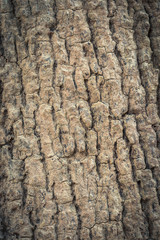 wood texture