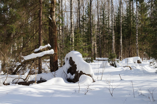 Fototapeta Winter forest landscape