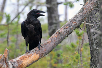 common raven