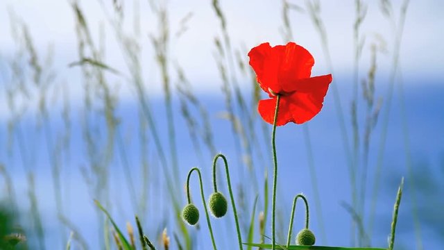 Poppies  with blue sky in the background.