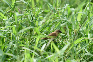 Scaly - breasted munia