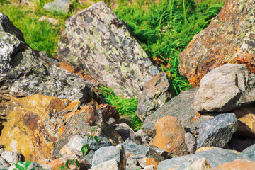 Pika rodent on stones in highlands. Small curious animal on colorful rocky hill. Little fluffy cute mammal on picturesque boulders in mountains. Small mouse with big ears. Little nimble pika.